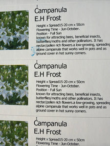 Campanula E.H Frost