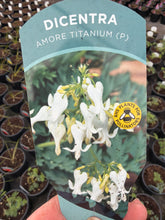 Load image into Gallery viewer, Dicentra Amore Titanium
