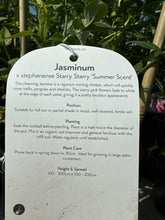Load image into Gallery viewer, Jasminum “Summer Scent”
