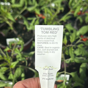 Tomato Plant ‘Tumbling Tom Red