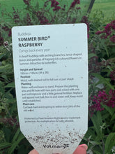 Load image into Gallery viewer, Buddleja Summer Bird Raspberry (Dwarf)
