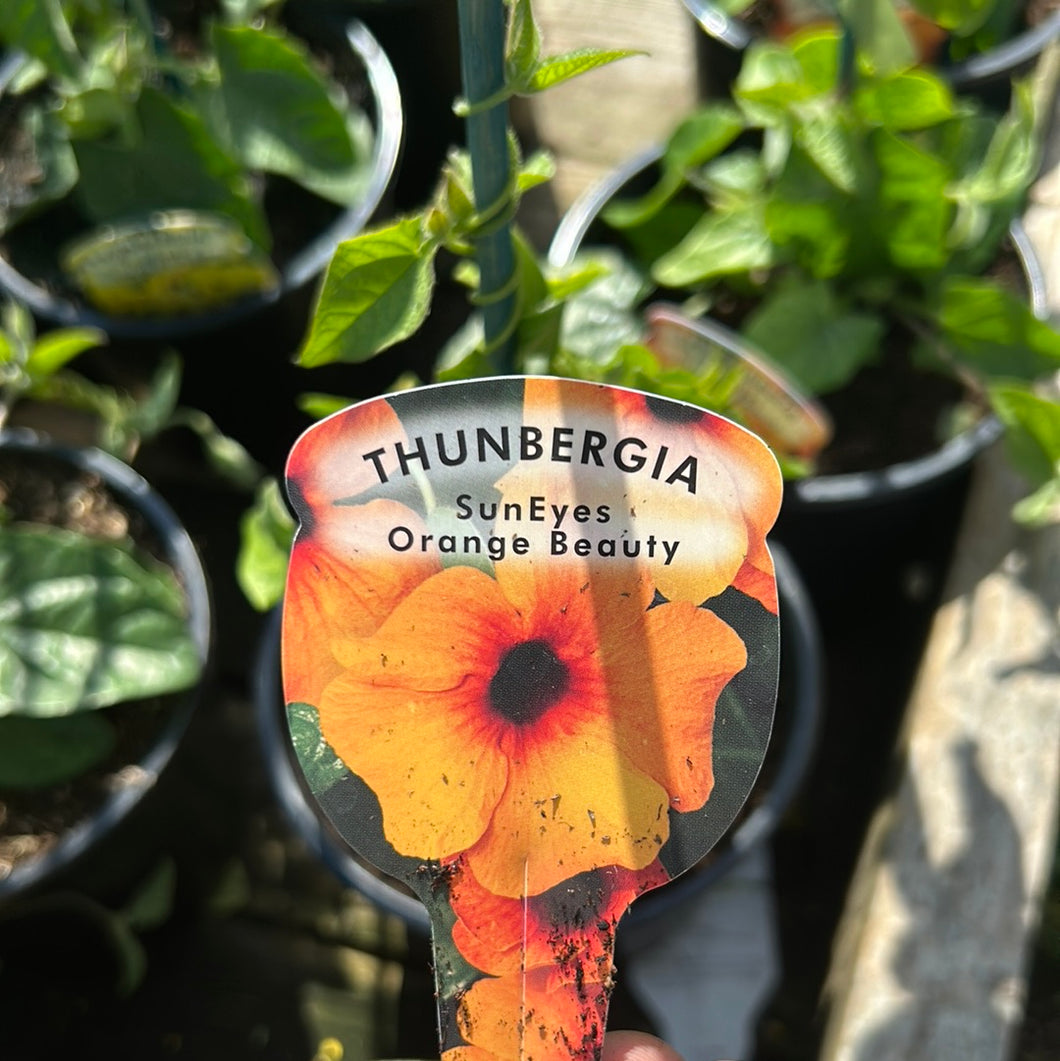 Thunbergia orange beauty