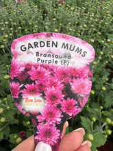 Load image into Gallery viewer, Chrysanthemum’Bransound Purple
