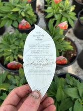 Load image into Gallery viewer, Alstroemeria Inca ‘Holland’
