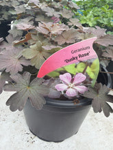 Load image into Gallery viewer, Dusky Rose Geranium
