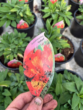 Load image into Gallery viewer, Alstroemeria Inca ‘Holland’
