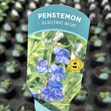 Load image into Gallery viewer, Penstemon Electric Blue

