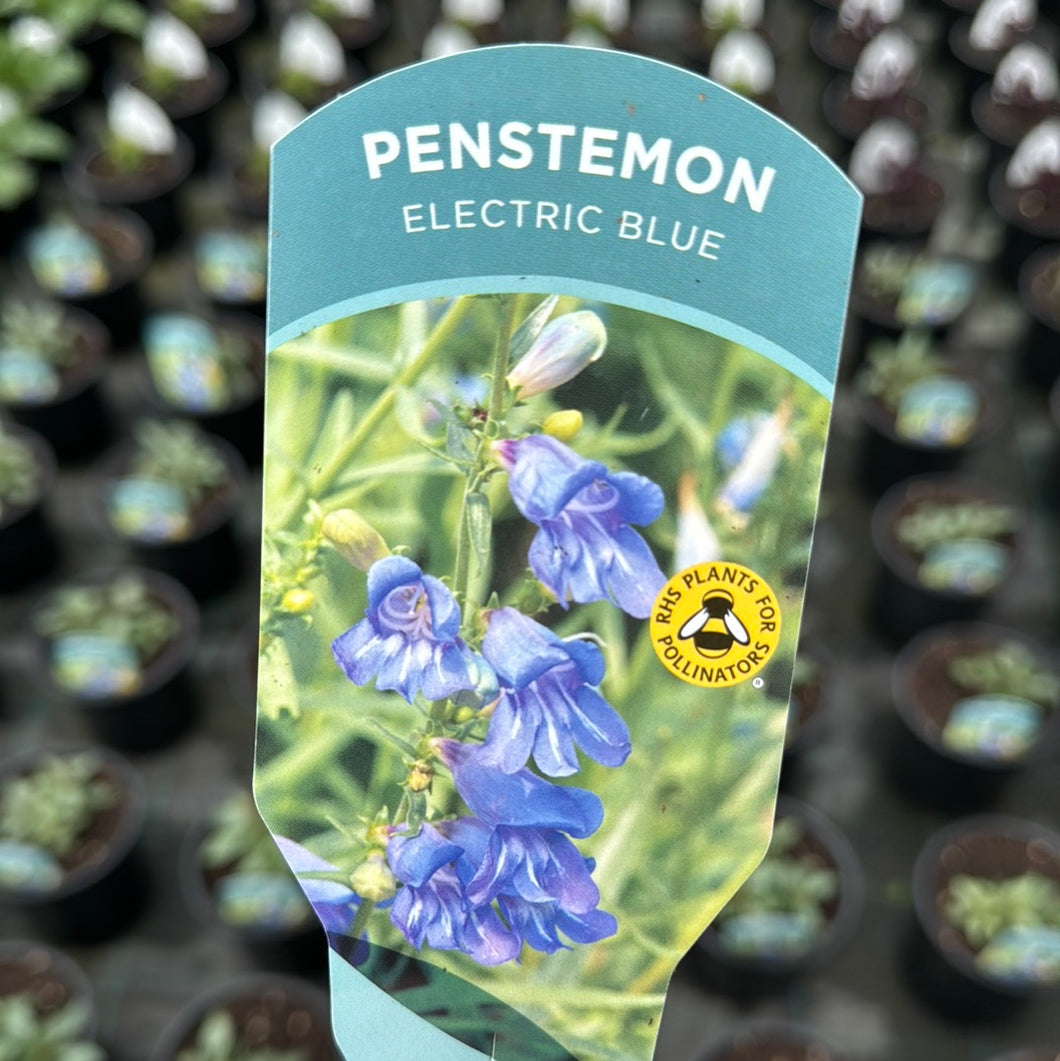 Penstemon Electric Blue