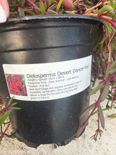 Load image into Gallery viewer, Delosperma Desert Dancer Red
