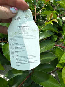 Prunus Tico