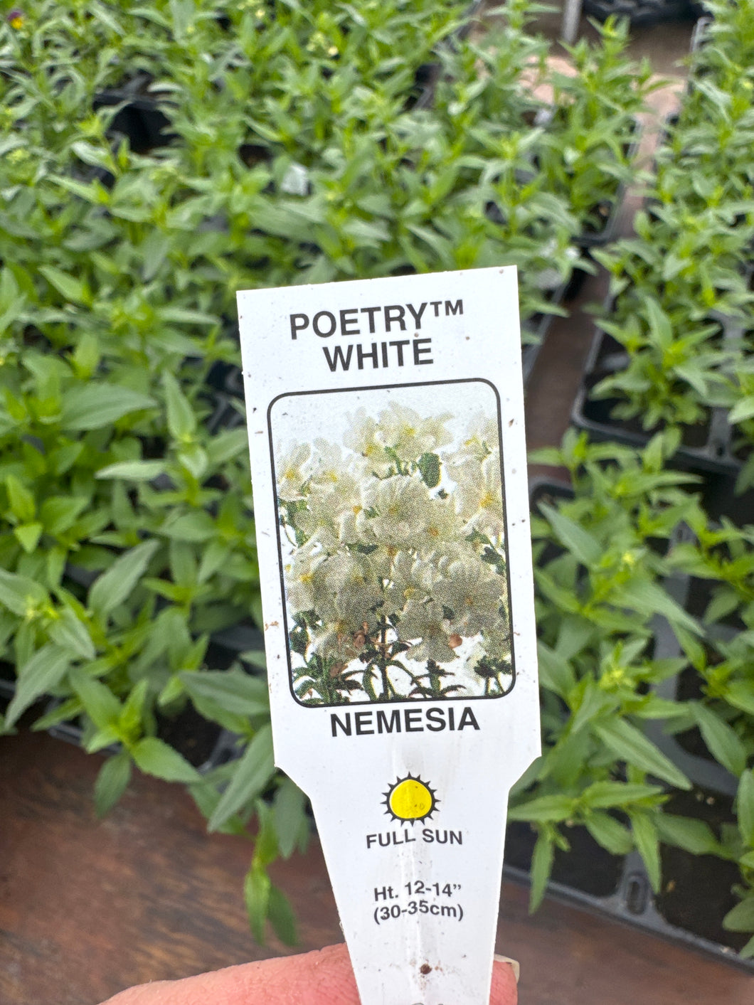 Nemesia Poetry White