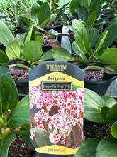Load image into Gallery viewer, Bergenia “Dragonfly Pink”
