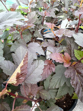 Load image into Gallery viewer, Physocarpus Diabolo
