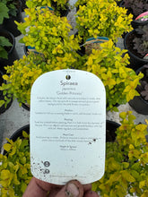 Load image into Gallery viewer, Spiraea ‘Golden Princess’
