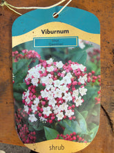 Load image into Gallery viewer, Viburnum “Gwenllian”
