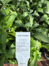 Load image into Gallery viewer, Wall Flowers ‘Tom Thumb’ Erysimum
