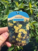 Load image into Gallery viewer, Hypericum “Hidcote”
