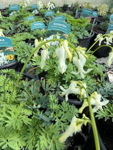 Load image into Gallery viewer, Dicentra Amore Titanium
