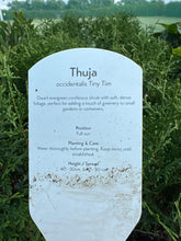 Load image into Gallery viewer, Thuja “Occidentalis Tiny Tim”
