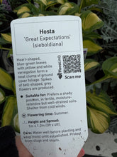 Load image into Gallery viewer, Hosta Great Expectations
