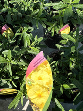 Load image into Gallery viewer, Helianthemum “Wisley Primrose”
