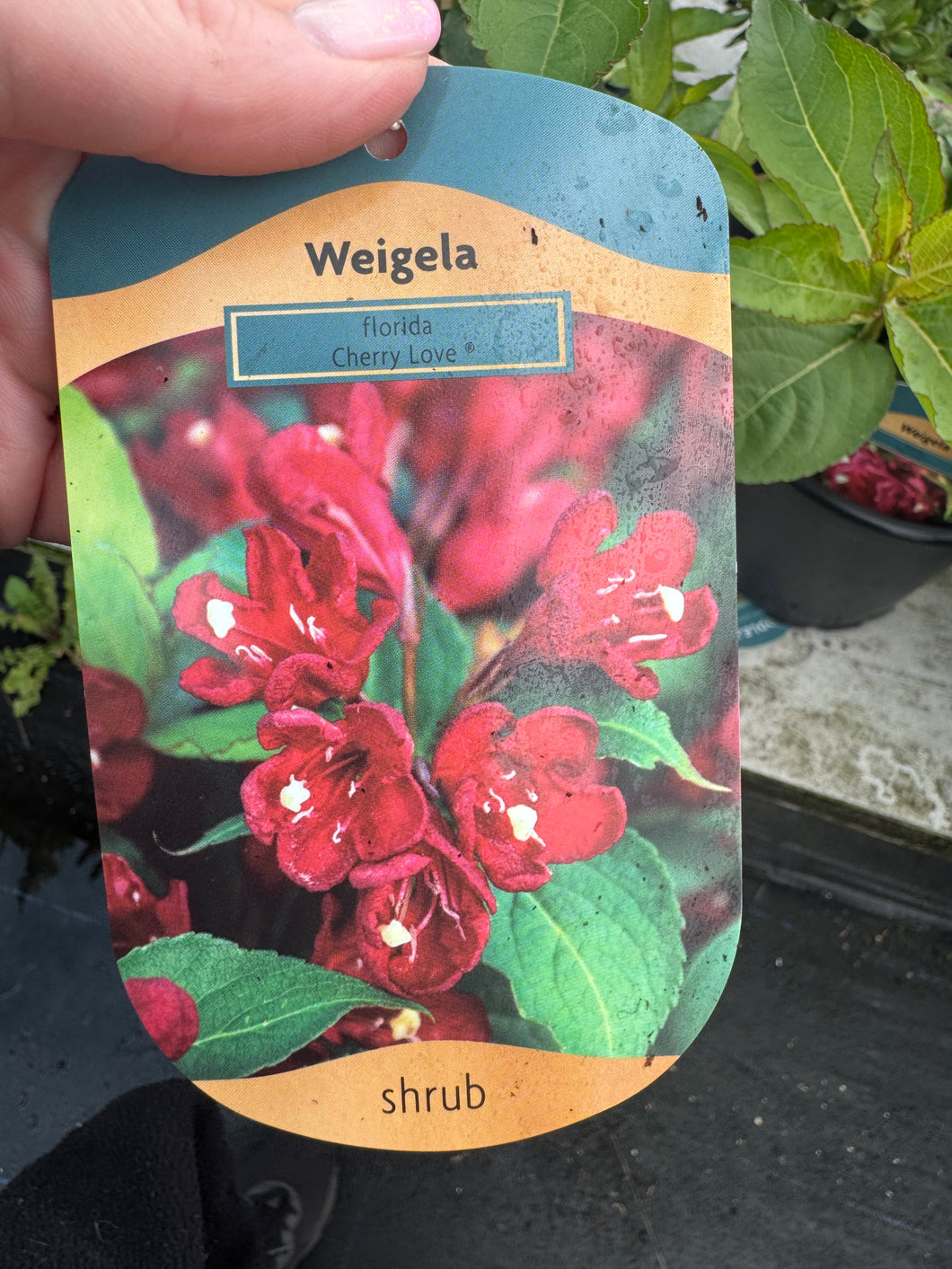 Weigela Florida Cherry Love