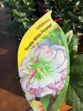 Load image into Gallery viewer, Helleborus Double White Picotee
