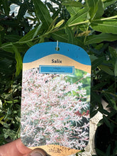 Load image into Gallery viewer, Salix “Hakuro-nishiki”
