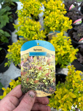 Load image into Gallery viewer, Spiraea ‘Golden Princess’
