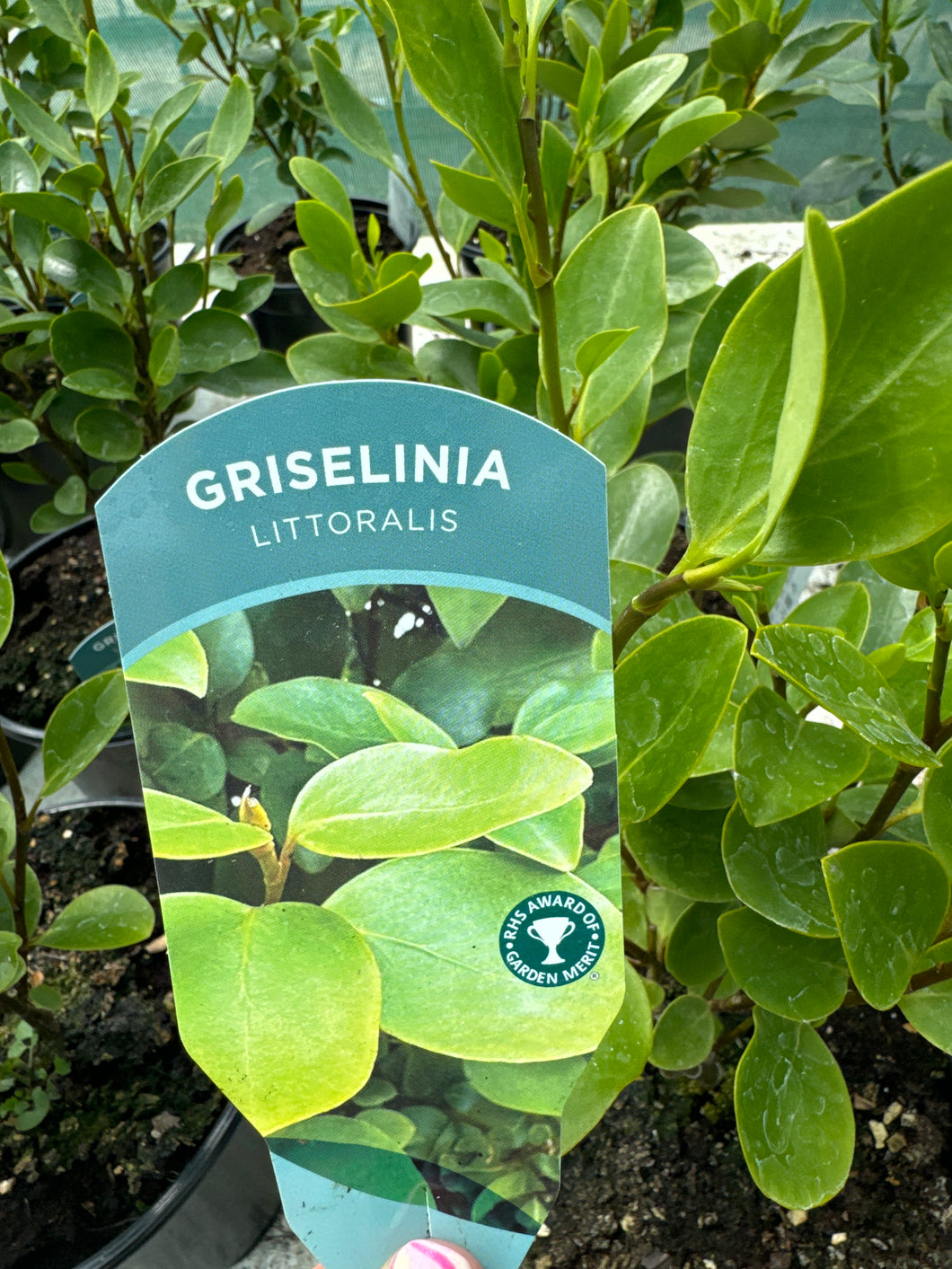 Griselinia Littoralis