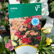 Load image into Gallery viewer, Lewisia Elise
