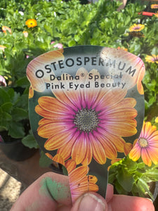 Osteospermum Pink Eyed Beauty