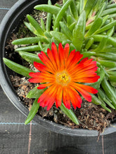 Load image into Gallery viewer, Delosperma ‘Ocean Sunset’ Orange
