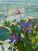 Load image into Gallery viewer, Clematis Prince William
