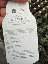 Load image into Gallery viewer, Dicentra Amore Titanium
