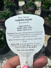 Load image into Gallery viewer, Chrysanthemum Garden Mums Brancili

