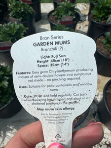 Chrysanthemum Garden Mums Brancili
