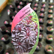 Load image into Gallery viewer, Euphorbia ‘Miners Merlot’
