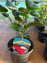 Load image into Gallery viewer, Camellia Lady Campbell
