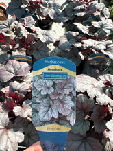 Load image into Gallery viewer, Heuchera “Silver Gumdrop”
