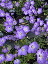 Load image into Gallery viewer, Campanula Samantha
