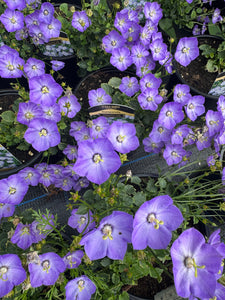Campanula Samantha
