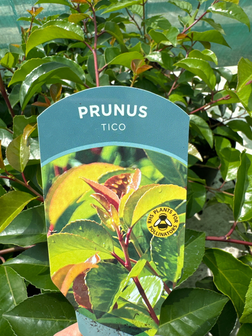 Prunus Tico