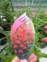 Load image into Gallery viewer, Penstemon Firebird
