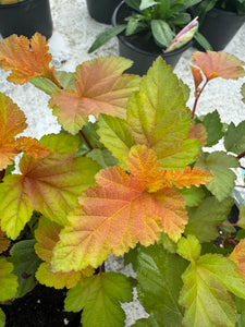 Physocarpus ‘Magic Ball’