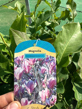 Load image into Gallery viewer, Magnolia “Heaven Scent”
