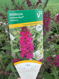 Buddleja Summer Bird Raspberry (Dwarf)
