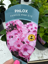 Load image into Gallery viewer, Phlox paniculata Famous&#39; Pink Eye’
