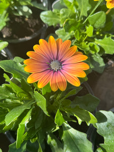 Osteospermum Pink Eyed Beauty