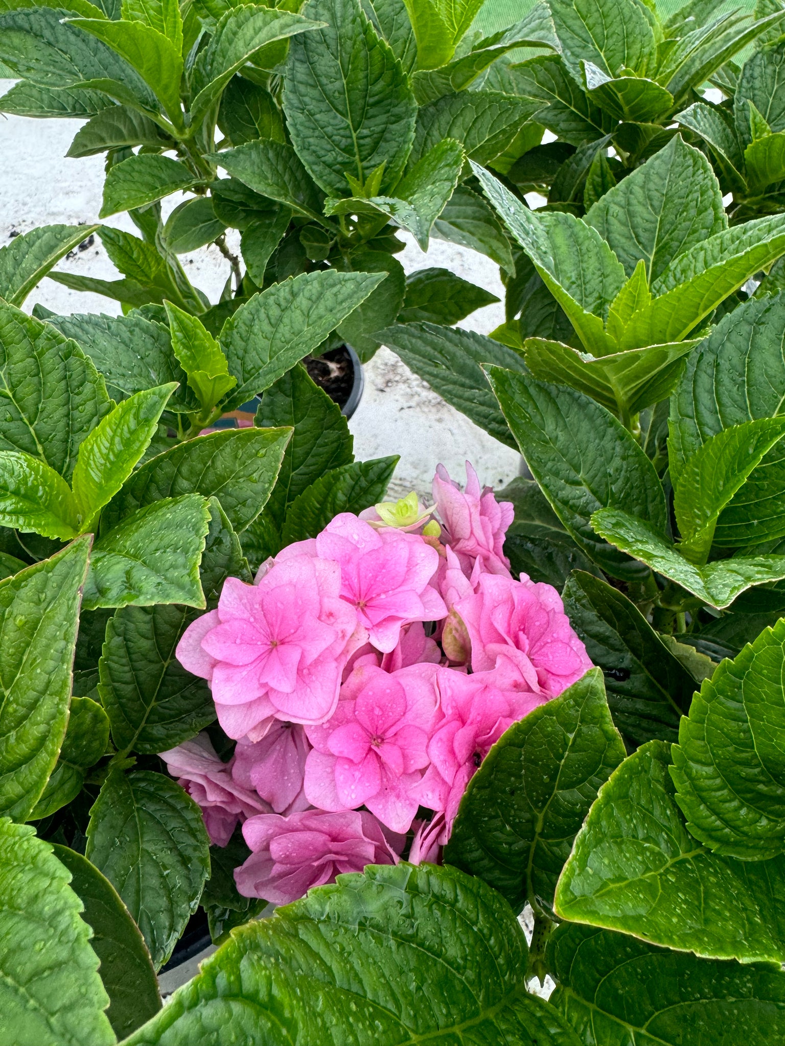 Hydrangea ‘Together’ – Rostherne Nursery
